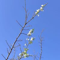 Ocak ayı sonu ilkbahar başlangıcı gibi!