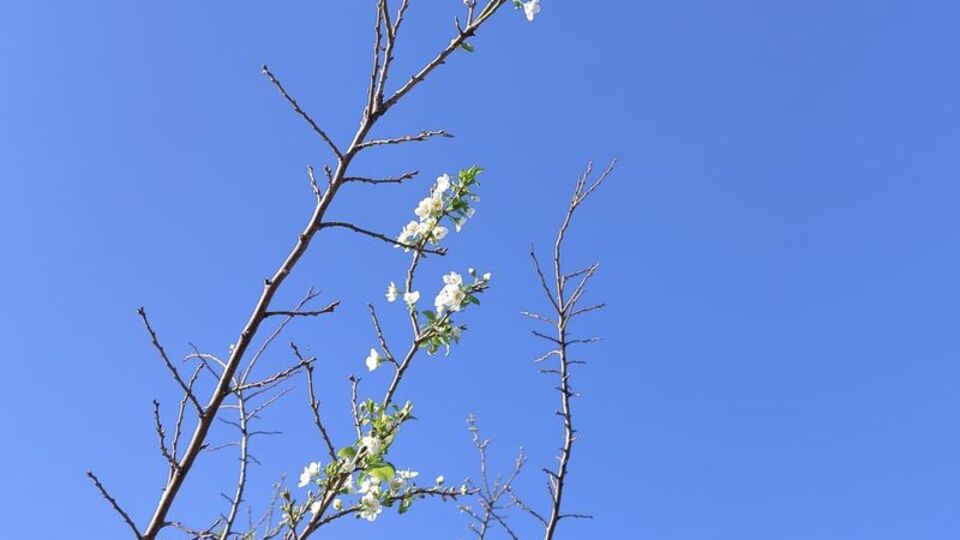Ocak ayı sonu ilkbahar başlangıcı gibi!