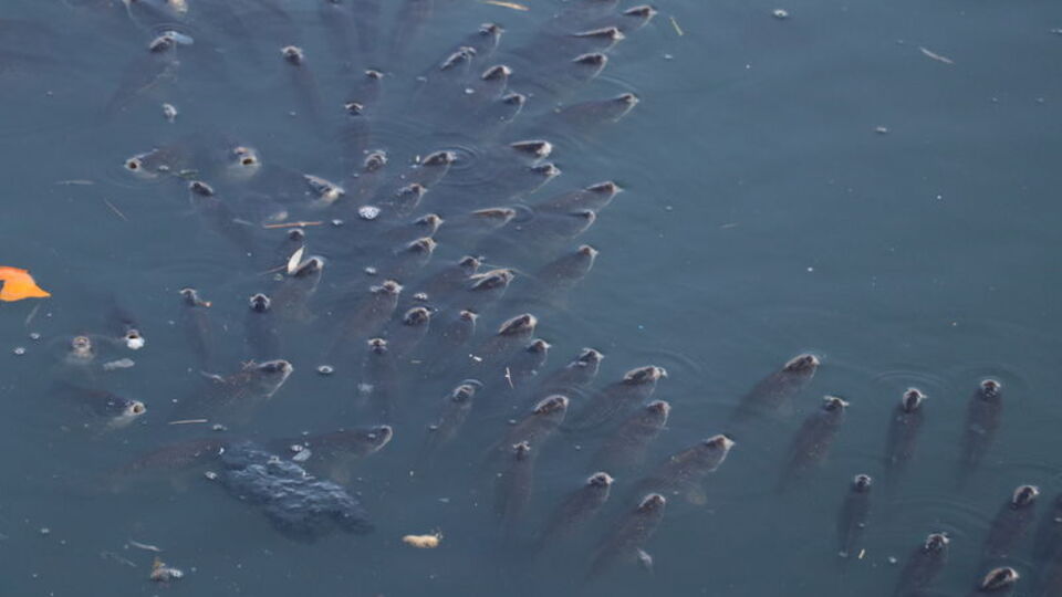 Ceyhan Nehri'nde inceleme başlatıldı
