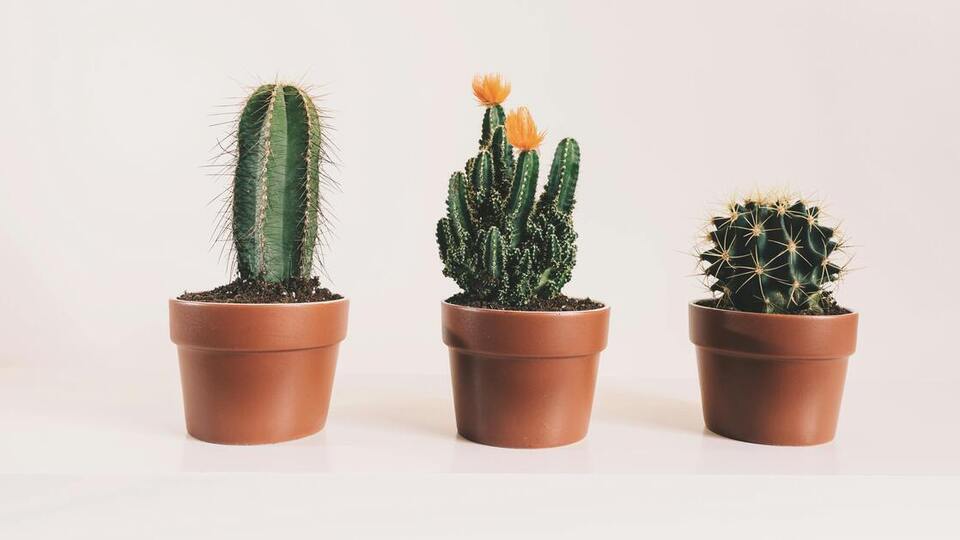 Kaktüs yenir mi, sağlığa zararı var mı