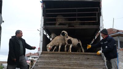 Eskişehir'de küçükbaş hayvan desteği