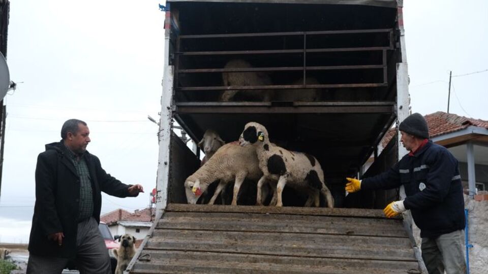 Eskişehir'de küçükbaş hayvan desteği