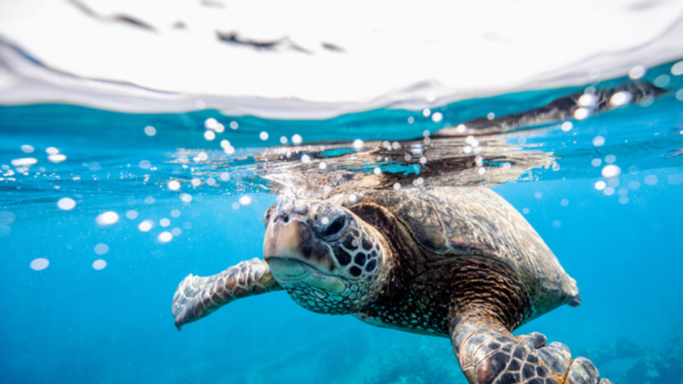 Kaplumbağa eti yenir mi?