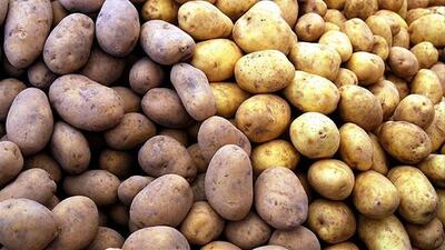 Kararmış patates yenir mi?