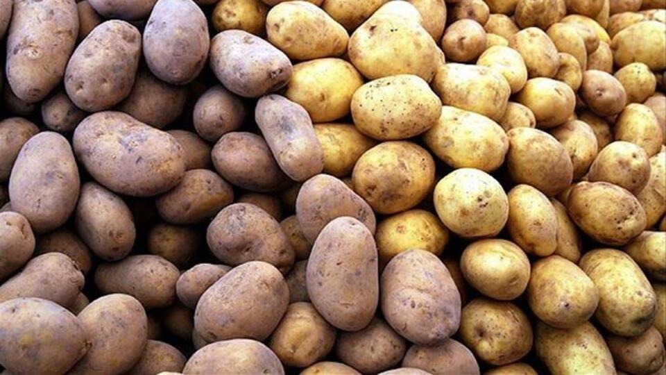 Kararmış patates yenir mi?