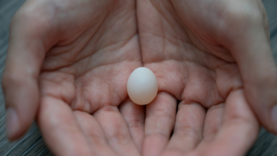 Muhabbet Kuşu Yumurtası Yenir mi?