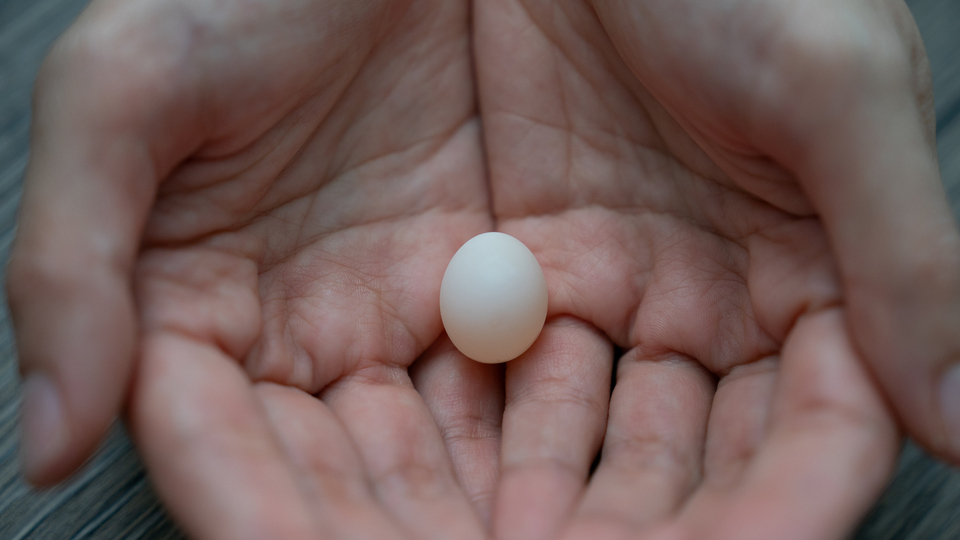 Muhabbet Kuşu Yumurtası Yenir mi?