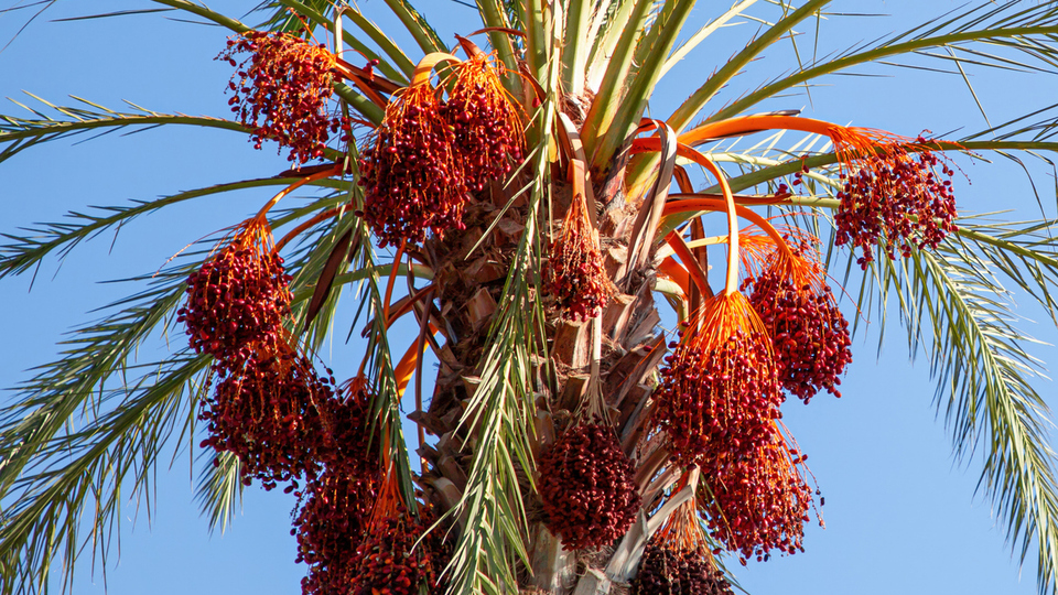 Palmiye ağacı meyvesi yenir mi?