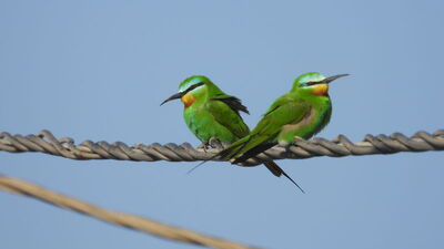 Milleyha'da yeşil arı kuşu avlanırken görüntülendi