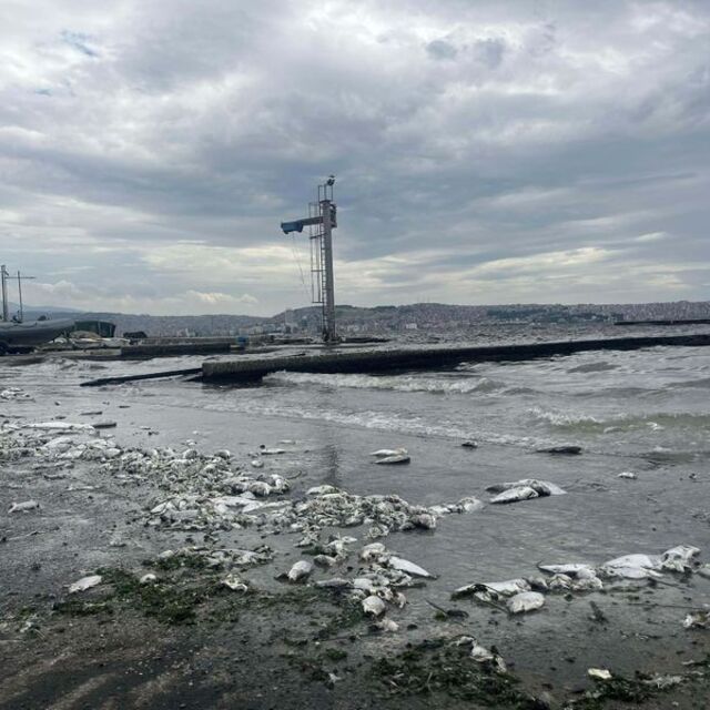 Kirlilik ve balık ölümlerine soruşturma