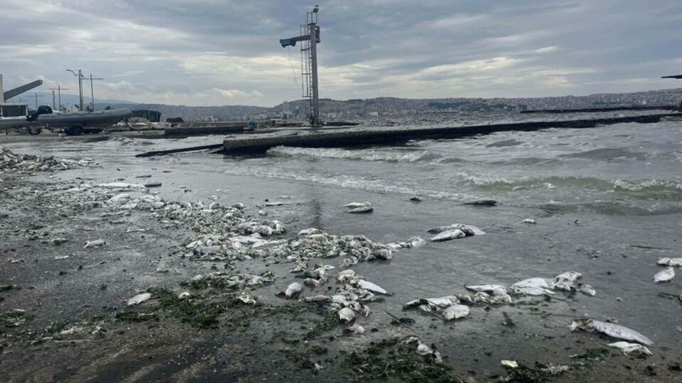 Kirlilik ve balık ölümlerine soruşturma