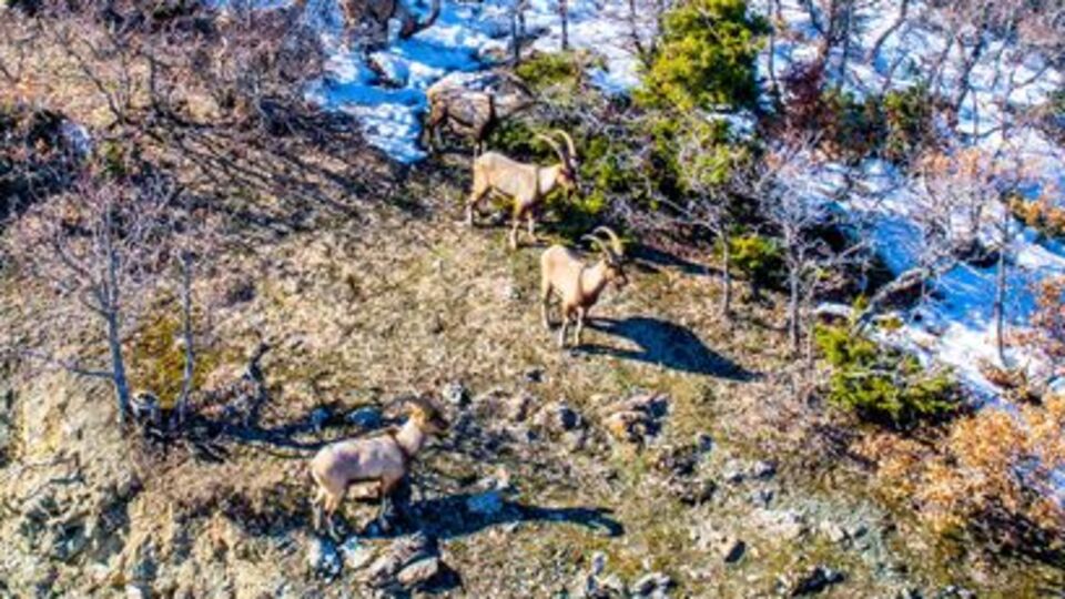 Elazığ'da dağ keçisi avına 666 bin lira ceza