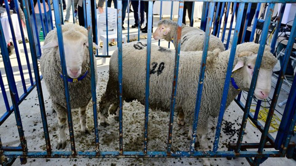 Aliağa'da yetiştiricilere "pedigrili" koç dağıtıldı