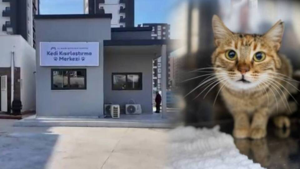 Mersin'de "Kedi Kısırlaştırma Merkezi"