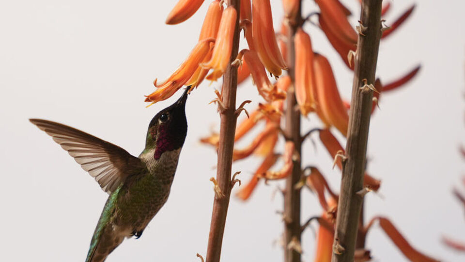 Hayvanlar ve bitkiler çeşitliliğini kaybediyor