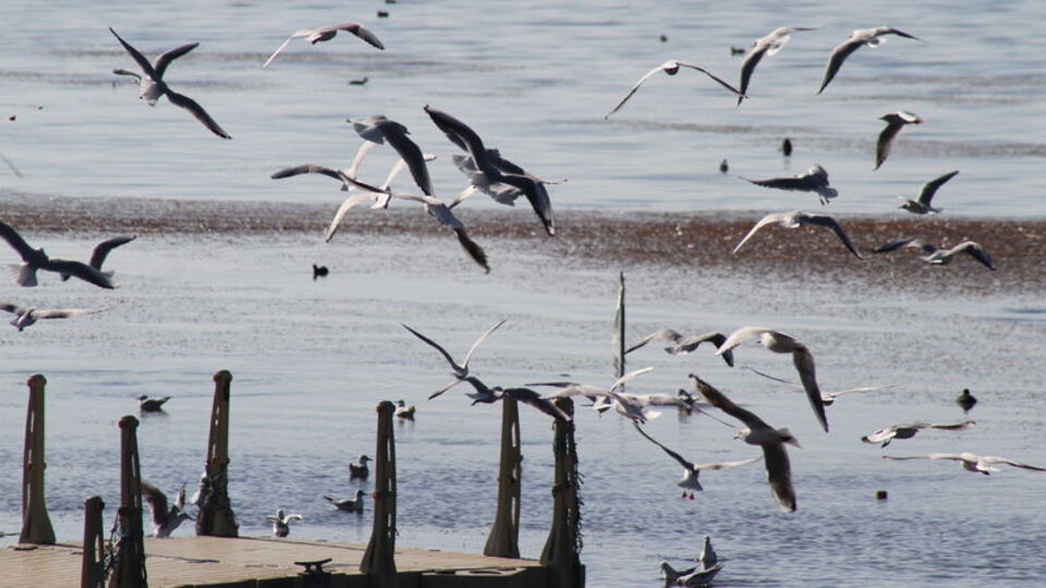 490 kuş türünden 292'si Konya'ya uğradı