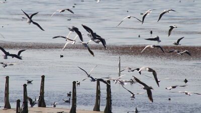 490 türden 292'si Konya'da gözlemlendi