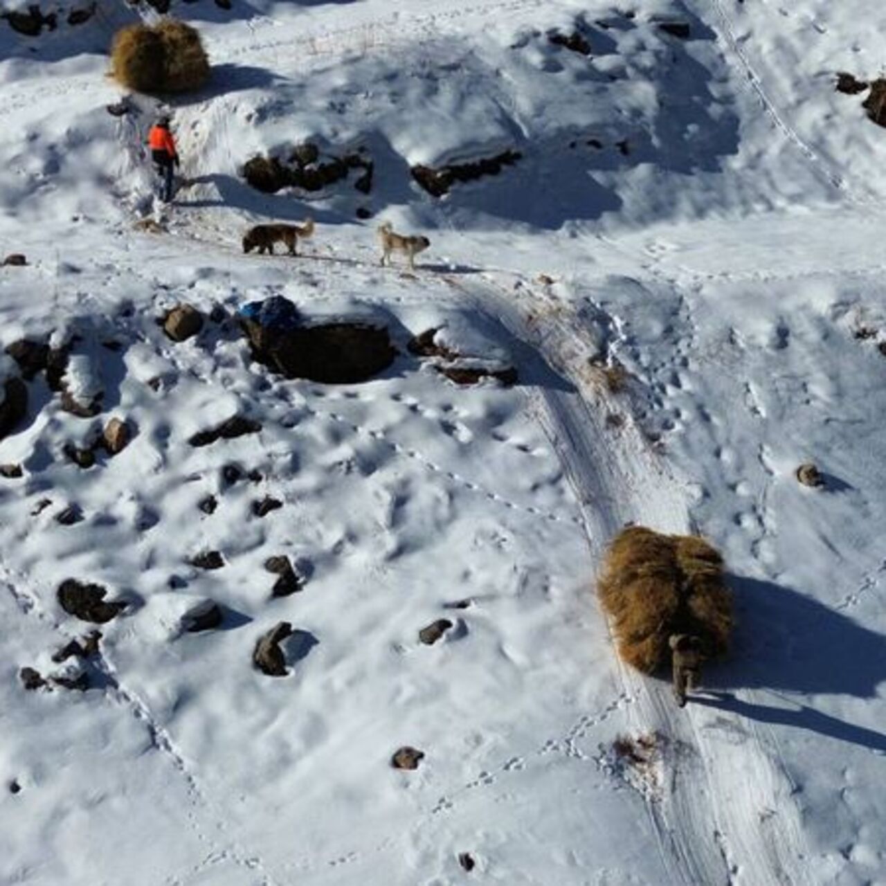 4 kilometre yürüyüp ulaşıyor, kızaklarla indiriyorlar