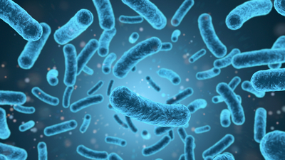 İklim değişikliği salmonella salgınlarını tetikleyebilir