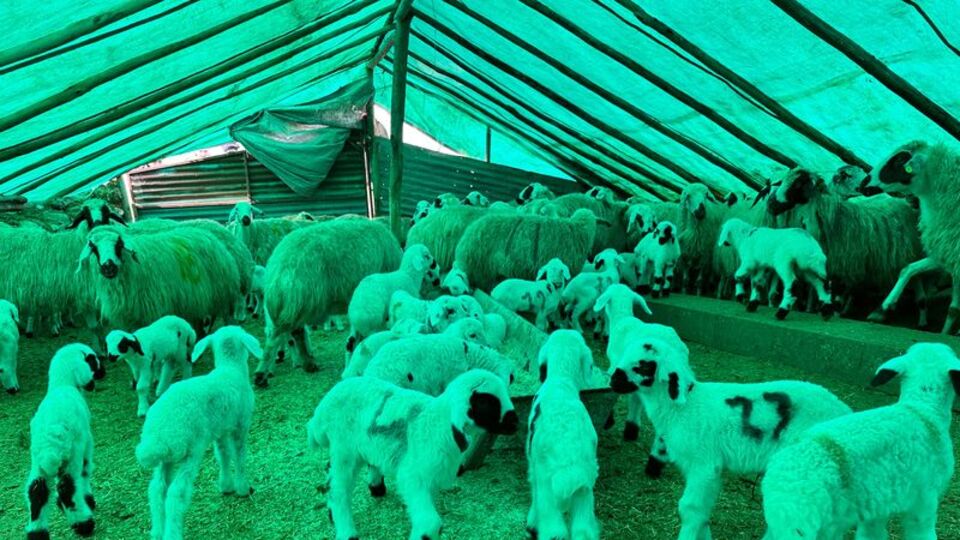 Tunceli'de "şap" karantinası