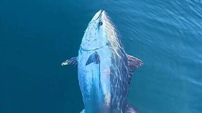 Av peşindeki orkinoslar kayıt altında