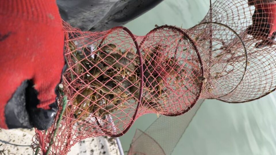 Yasa dışı avlanan kerevitler göle salındı