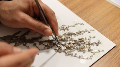 Mardin'deki herbaryumda koruma altına alındılar