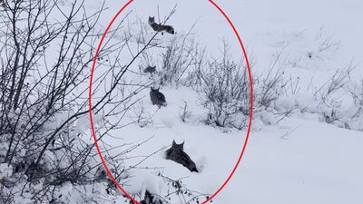 Vaşak ile 3 yavrusu karla kaplı arazide görüntülendi