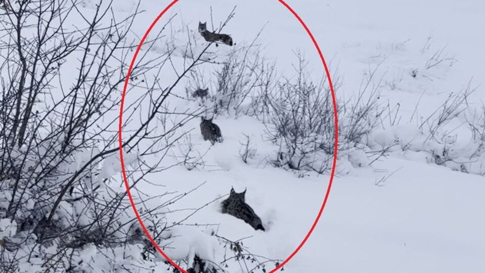 Vaşak ile 3 yavrusu karla kaplı arazide görüntülendi