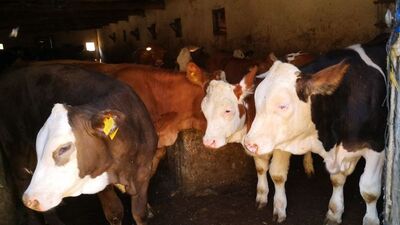 Karaman'da 7 köyde "şap" karantinası