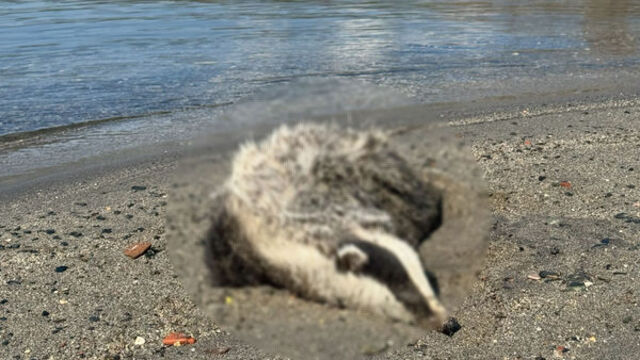 Erdek sahiline 2 porsuk ölüsü vurdu