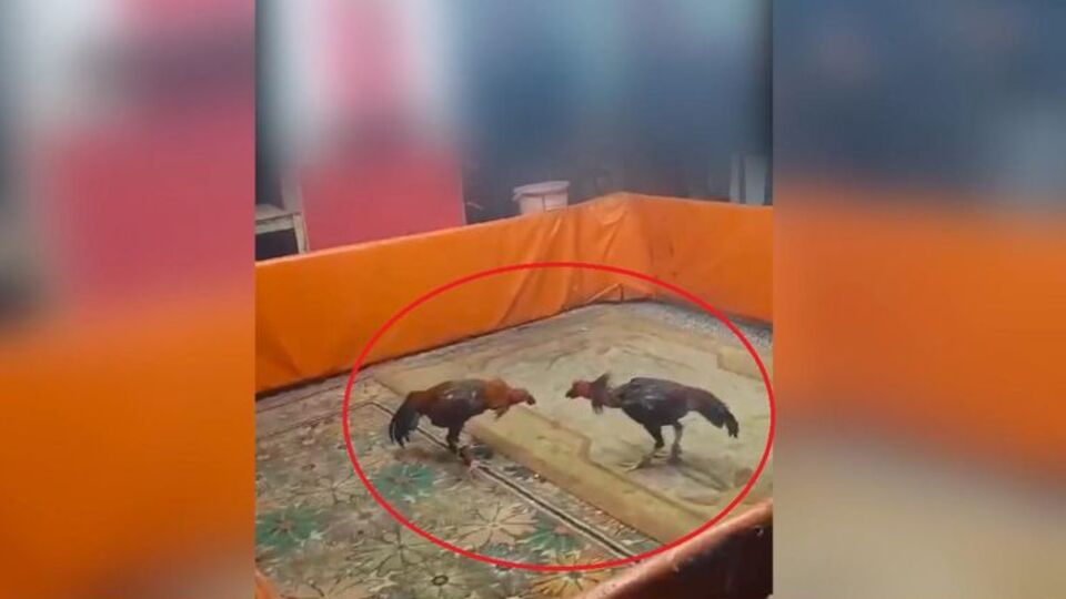 Horoz dövüştüren 8 kişiye 450 bin TL ceza