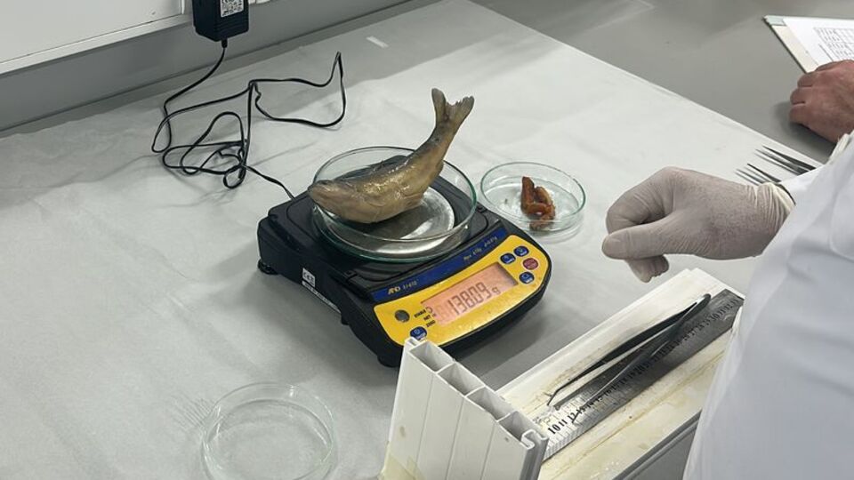 Isparta'da çoğaltılıyor! Nesli tehlike altında