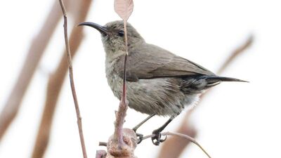 Türkiye'de ilk kez görüldü