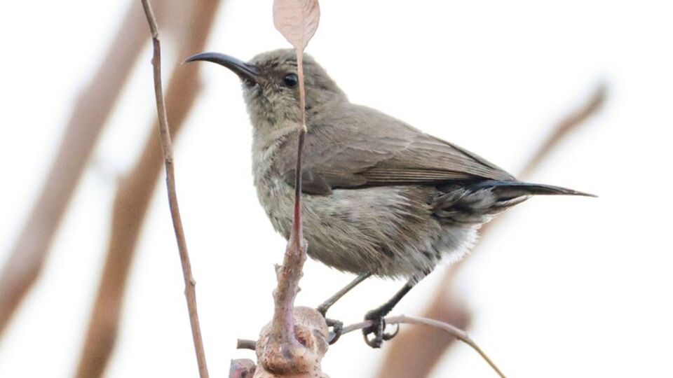 Türkiye'de ilk kez görüldü