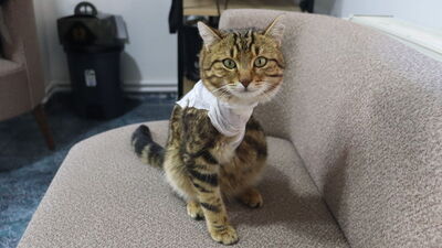 Hayata bağladığı Gazoz'u sahiplendi