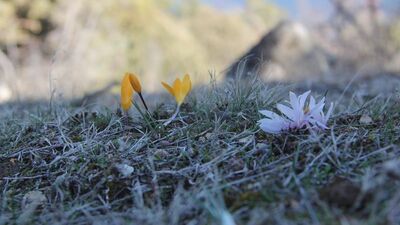 Çorum'da çiğdemler erken açtı