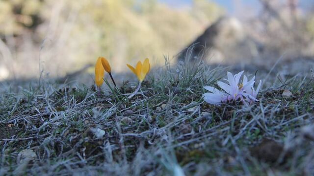 Çorum'da çiğdemler erken açtı