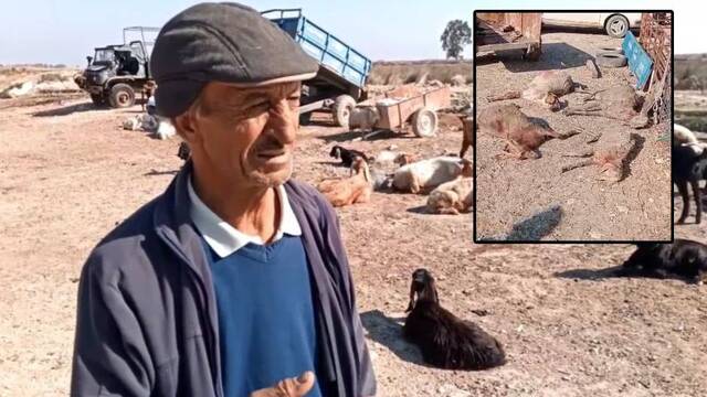 Köpekler 26 gebe keçiyi öldürdü