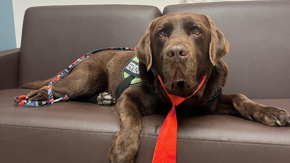 Sokak köpekleri için yeni iş kolu!