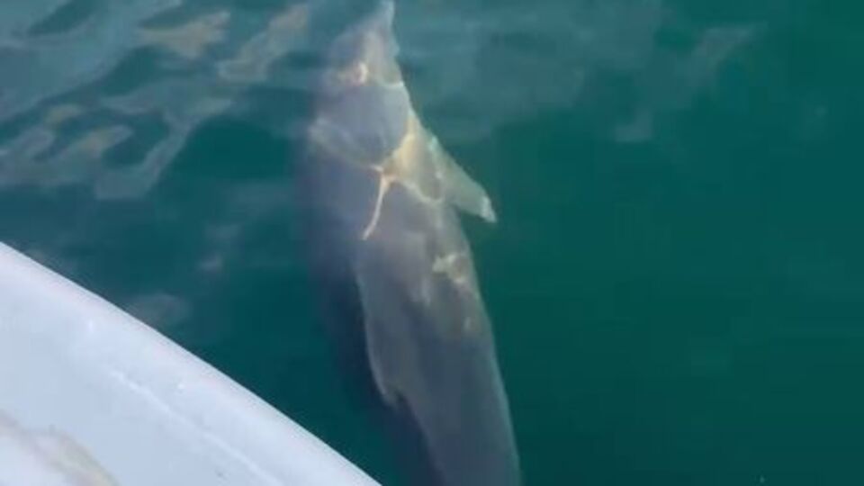 Büyüleyen görüntü! Yunusun balıkçı teknesiyle yarışı!