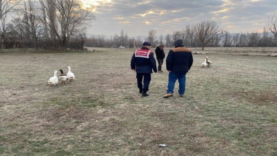 Çorum'da kaz dövüşüne 73 bin TL ceza