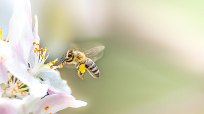 Arıların 'vızz' sesi nereden geliyor?