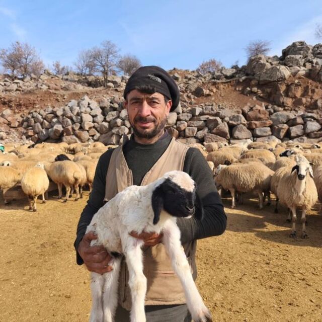 Yeni doğan kuzulara 24 saat "şap" nöbeti