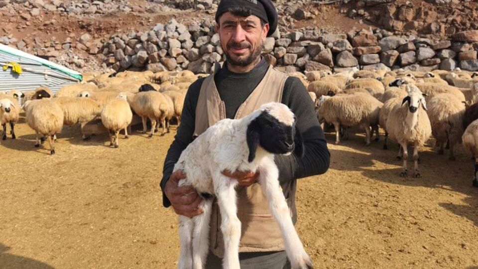 Yeni doğan kuzulara 24 saat "şap" nöbeti