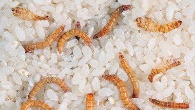 AB onay verdi: Un kurdu içeren ürünler marketlerde satılacak