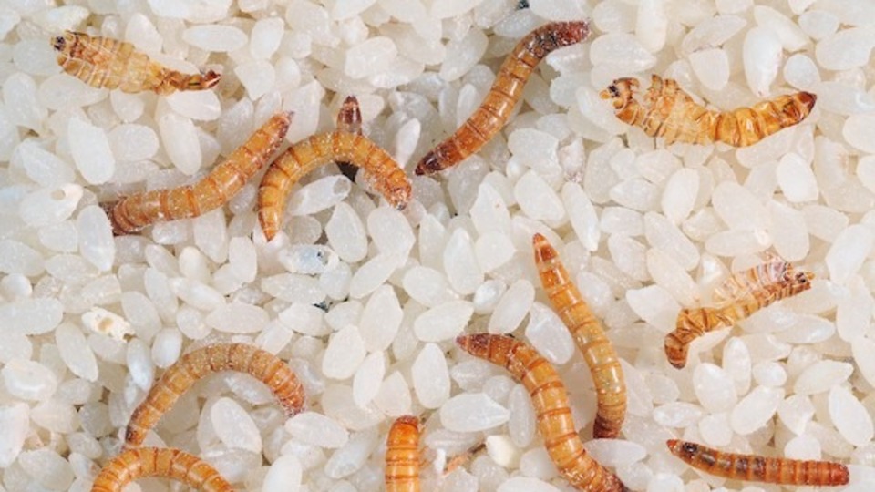 AB onay verdi: Un kurdu içeren ürünler marketlerde satılacak