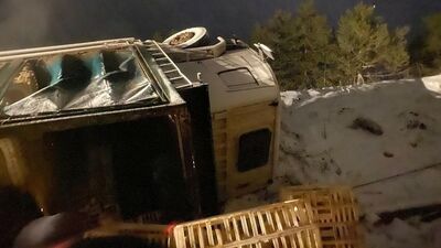 Karlı yolda kamyon devrildi: Yüzlerce tavuk öldü