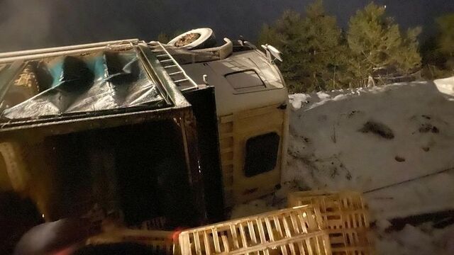 Karlı yolda kamyon devrildi: Yüzlerce tavuk öldü