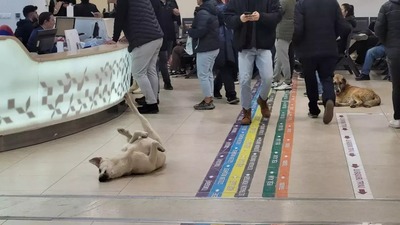 81 ile yazı! Hastanelerde sahipsiz hayvan olmayacak